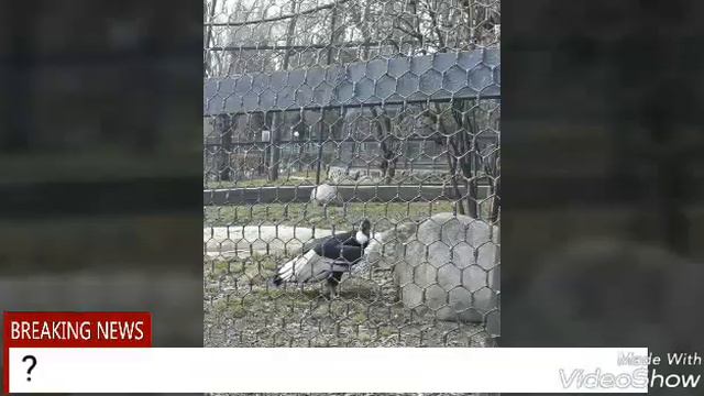 Зоопарк Алматы смотреть онлайн