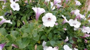 Обзор петунии Сильвер Тайдал в разных кашпо на 20.06.2022