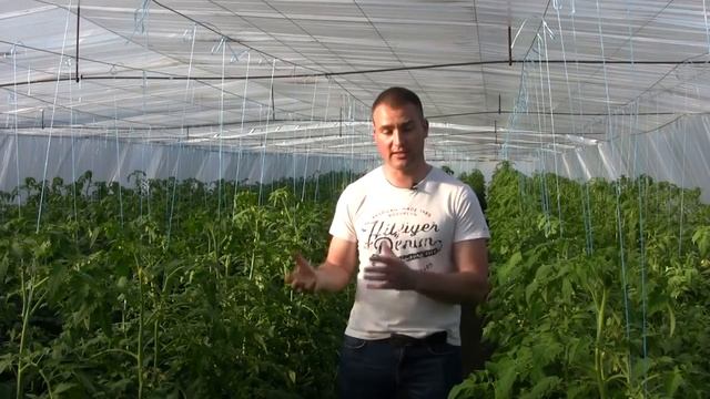 Серая гниль на томатах комплексный подход к проблеме в теплице смотреть онлайн