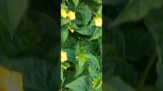 Экзотика. Кипр. Зима. Так цветёт Мирабилис. От цветов исходит очень приятный аромат. смотреть онлайн