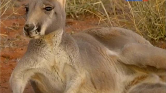 Король кенгуру. Большой рыжий кенгуру.