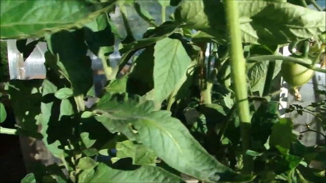 Томатные деревья 18 июня 2020 года! смотреть онлайн