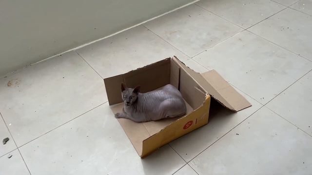 Обзор квартиры на Пхукете за 80 000 руб. Кату. Жилье с сюрпризами. Студенческая виза в Тайланде. смотреть онлайн