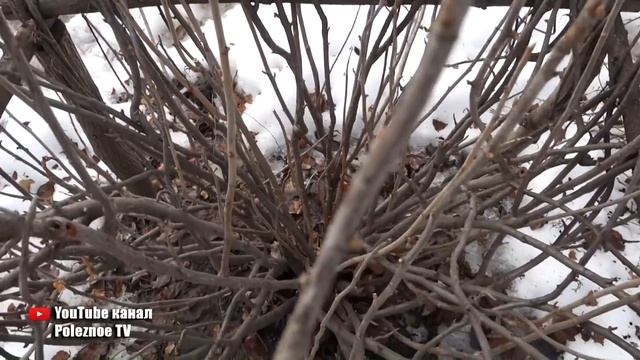 ПРАВИЛЬНАЯ ОБРЕЗКА СМОРОДИНЫ ВЕСНОЙ ДЛЯ УВЕЛИЧЕНИЕ УРОЖАЯ ОМОЛОЖЕНИЯ КУСТА смотреть онлайн