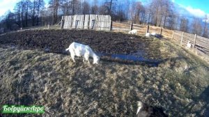 Козья ферма с нуля