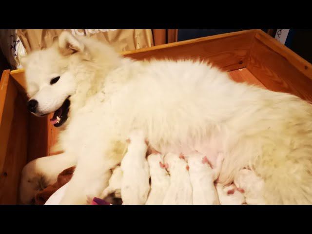 Щенки Самоедов в прямом эфире!