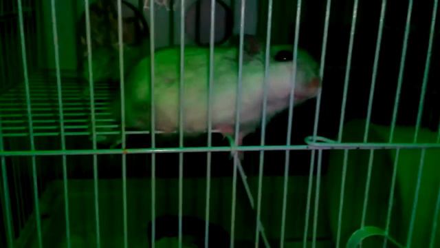 Сонный Джунгарик /Sleepy hamster смотреть онлайн