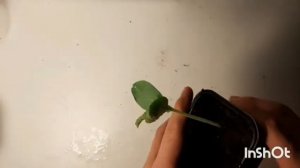 Как вырастить дыню на подоконнике из семян/ЭкСпЕрИмЕнТ/