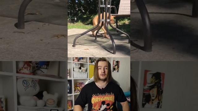Короткая собака, почему? смотреть онлайн