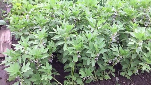 КАК ВЫРАСТИТЬ БОБЫ/How to Grow BEANS смотреть онлайн