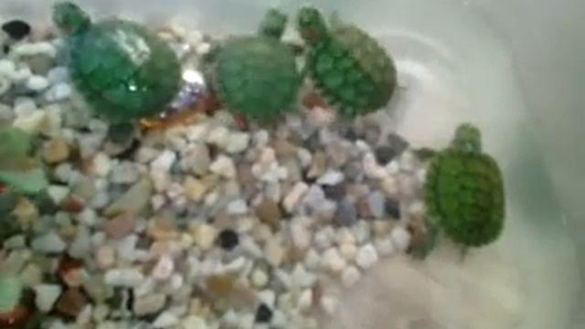 Обзор моих красноухих черепашках#. смотреть онлайн