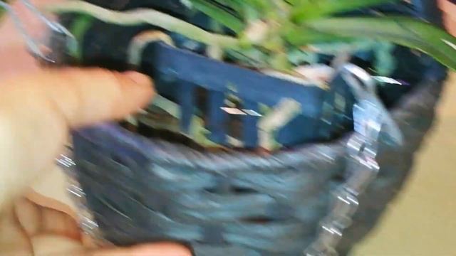МАЛЫШИ ВАНДЫ. АДАПТАЦИЯ.И НЕМНОГО ОБ УХОДЕ. смотреть онлайн