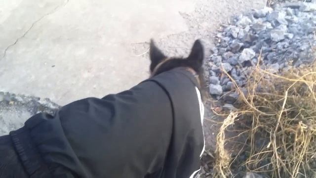 Овчарка и такса в классных нарядах Прикольное видео смотреть онлайн