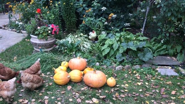 Урожай тыкв ( название сортов , которые я выращивала ) смотреть онлайн