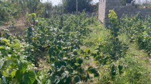 МАРАВИЛЛА ЛУЧШЕЙ СОРТ МАЛИНЫ || саженцы малины маравилла купить || #малина #выращивание #посадка