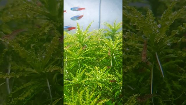 Погостемон Хелфера ( Pogostemon Helferi ) смотреть онлайн