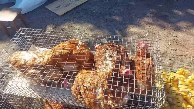 цены на птицу! новый вид уток! смотреть онлайн