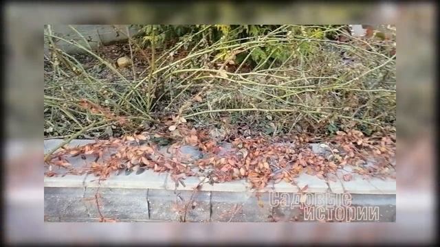 Неукрывные розы в саду // ДЖЕЙМС ГЕЛВЕЙ // деревянная опора для роз своими руками // чертеж смотреть онлайн