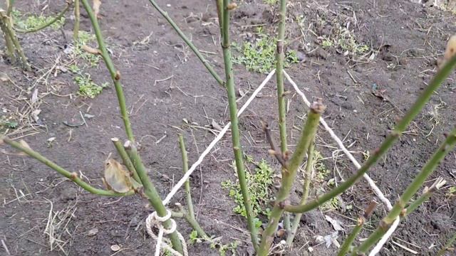 весенние работы в розарии на юге 2 марта 2021 года смотреть онлайн