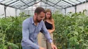 Томат, который занял моё сердце -  Зеленая тайна личинки.  Совместная работа с агрофирмой Партнер