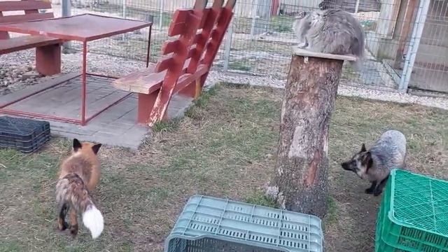 Кот к лисам с курагой смотреть онлайн