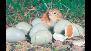 Виталий Бианки Оранжевое горлышко