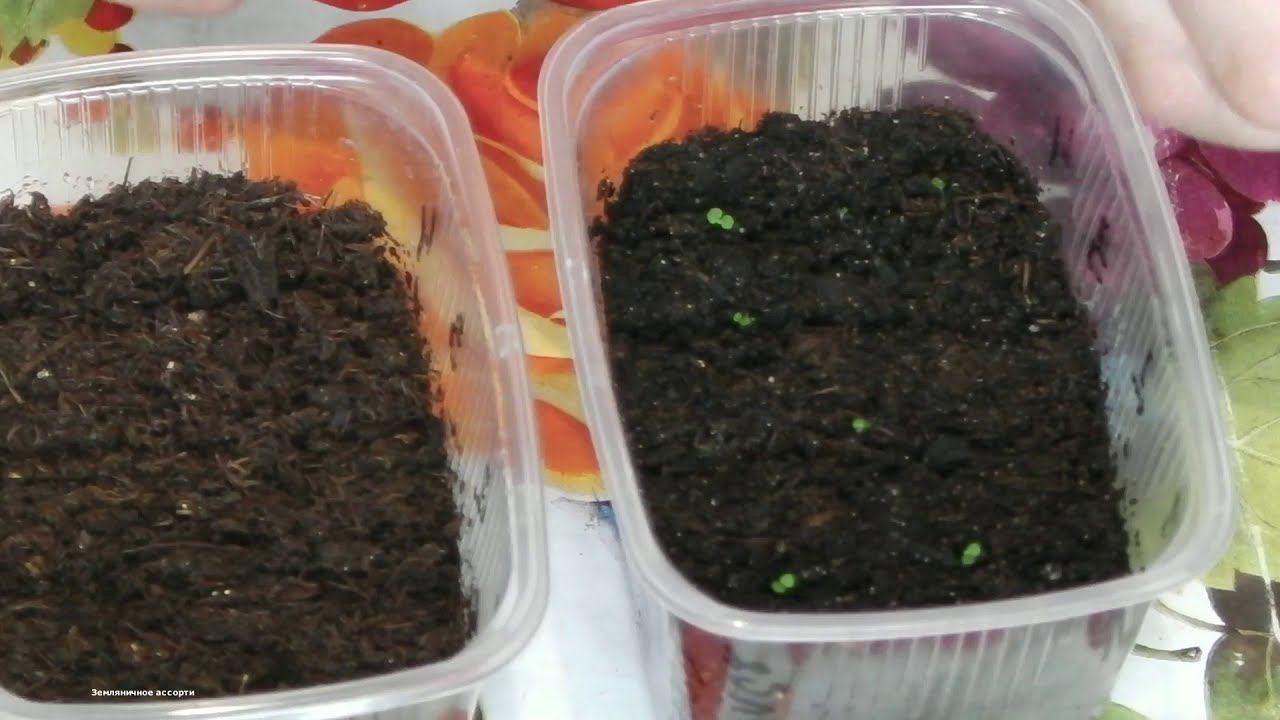 В КАКОЙ ГРУНТ ЛУЧШЕ ПОСЕЯТЬ БЕГОНИЮ НА РАССАДУ . смотреть онлайн
