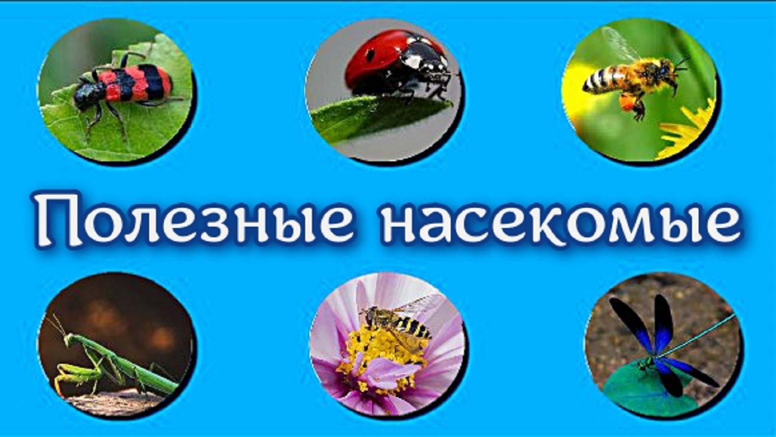 Полезные насекомые Окружающий мир. смотреть онлайн