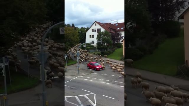 Отара овец в Германии смотреть онлайн