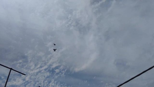 Николаевские голуби моего дедушки . Конец мая 2020. смотреть онлайн