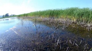 Окунь на поверхностную приманку. Рыбалка на спиннинг