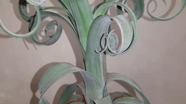 Tillandsia Curly Slim (T. Intermedia X T. Streptophylla)