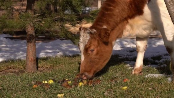 Cheesemaking: Making SUZME Cheese From Fresh Cow's Milk