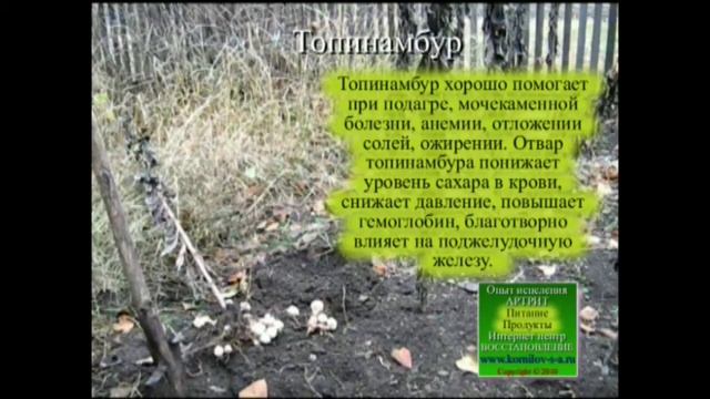 Топинамбур. Земляная груша. Корень. Выращивание. Употребление. Свойства. смотреть онлайн