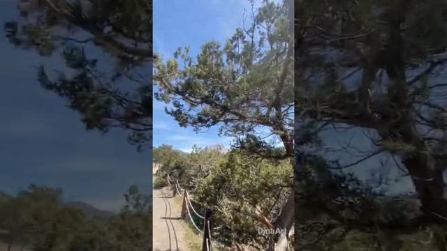 Можжевельник в Новом Свете. Крым #shorts #nature #крым #shortvideo #природакрыма смотреть онлайн