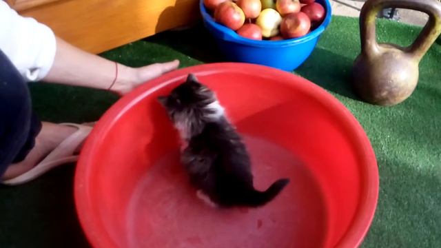 УМИЛЕНИЕ!))) коте играет няшка няша маленький котик играет смотреть онлайн