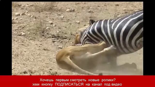 молодой лев учится охотиться на зебру смотреть онлайн смотреть онлайн