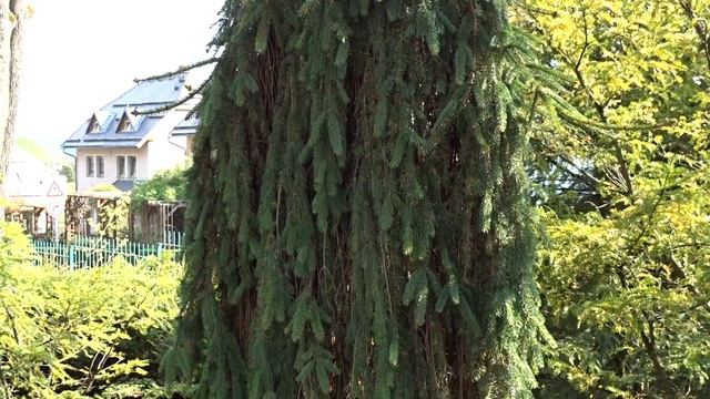 Picea abies 'Inversa' смотреть онлайн