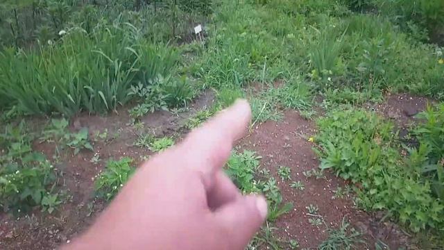 Три недели жара,Две недели без сна,Рассада,Торговля. смотреть онлайн