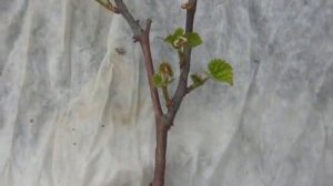 Формирование саженца винограда весной.