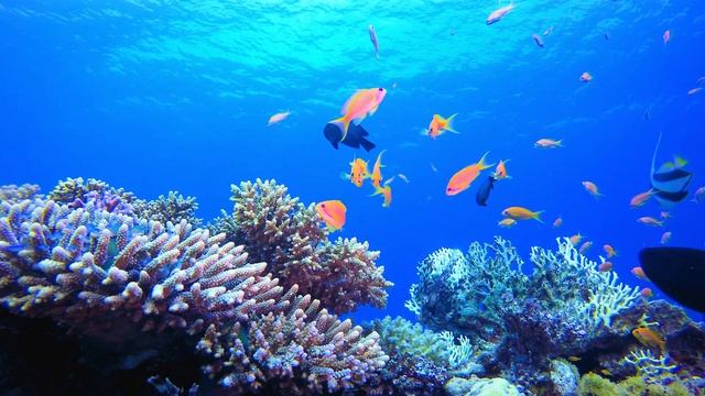 The Colors of the Ocean 4K Octopus, Underwater Wonders + Relaxing Music 4K Relaxation Video смотреть онлайн