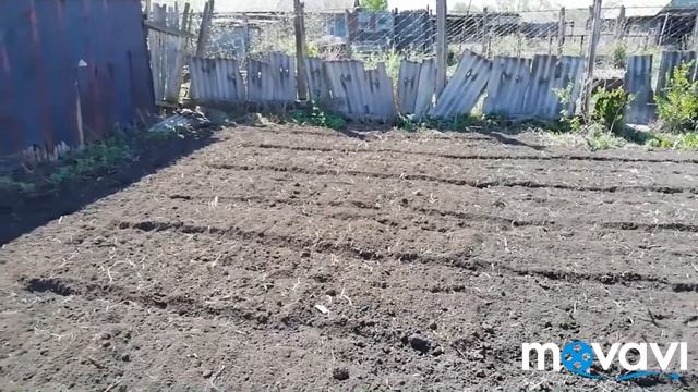 Культивирую свой огород мотоблоком Патриот Победа смотреть онлайн