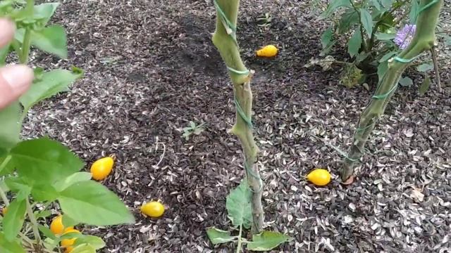 №20 "Медовая капля". Сорта помидоров. Выращивание помидоров. Огород. Сад. Томаты. смотреть онлайн