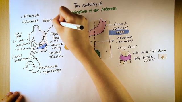Осмотр живота - медицинский английский в скетчах 4 (Examination of the abdomen) смотреть онлайн