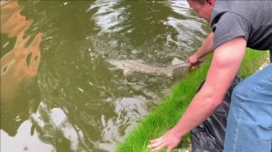 Запуск осетров в свой пруд.(старое видео)П.С. Живут и по сей день.