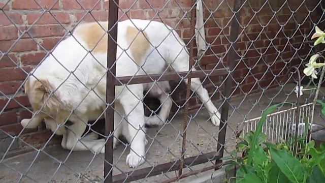Щенок алабая (САО), возраст 3 мес. Жануб Ел Ениш Ракима. смотреть онлайн