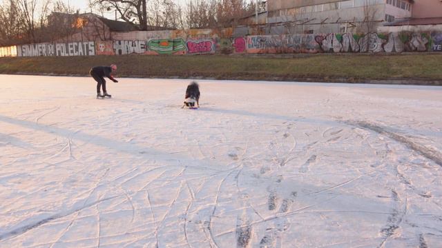 БОРДЕР КОЛЛИ И ПОПУГАИ, ОТРАБАТЫВАЕМ ПОСЛУШАНИЕ И ПОЗИРОВАНИЕ. ПРОГУЛКА С СОБАКОЙ смотреть онлайн