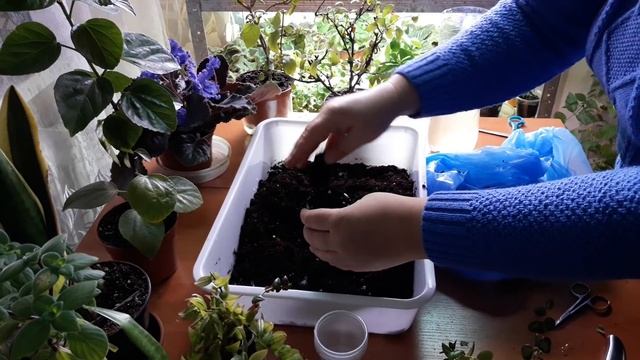 Комнатные растения/цветы пересадка. Свинчатка, колумнея нематантус смотреть онлайн