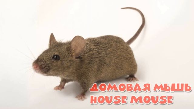 Животные Нидерландов / Animals Of The Netherlands