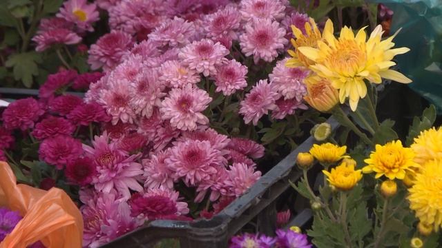 Выставка цветов для дачников смотреть онлайн